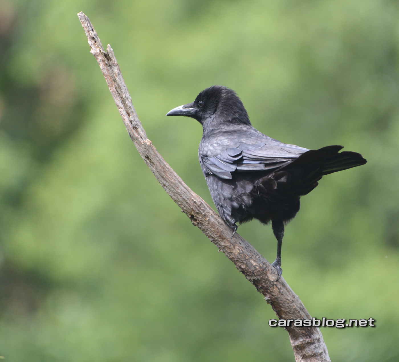 ハシボソガラス