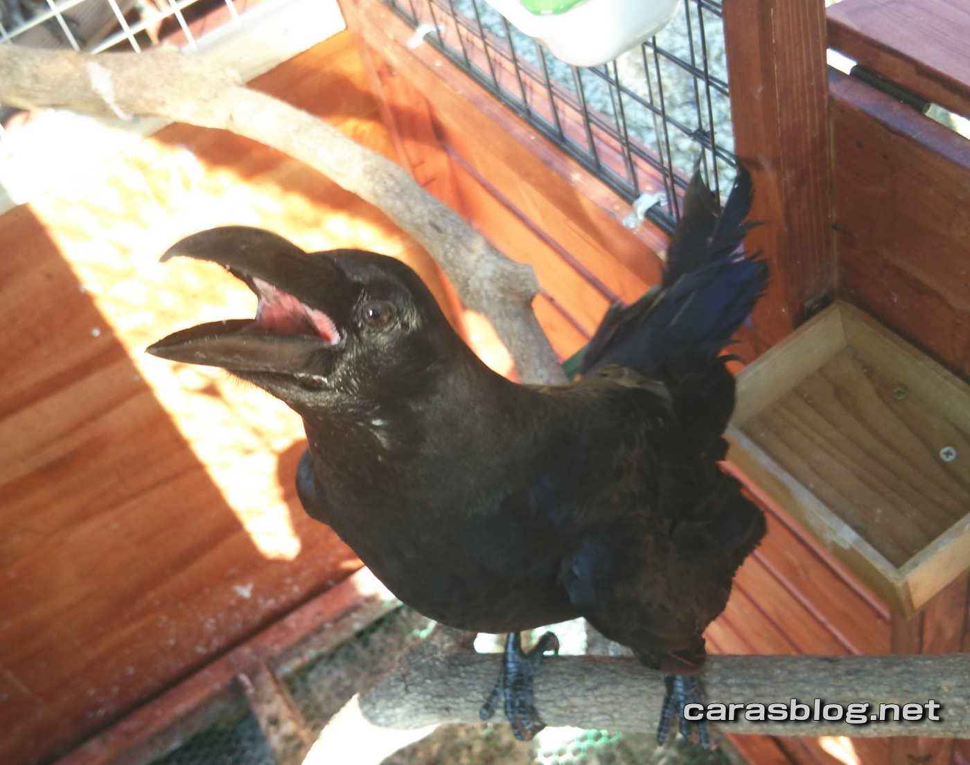 ハシブトガラス