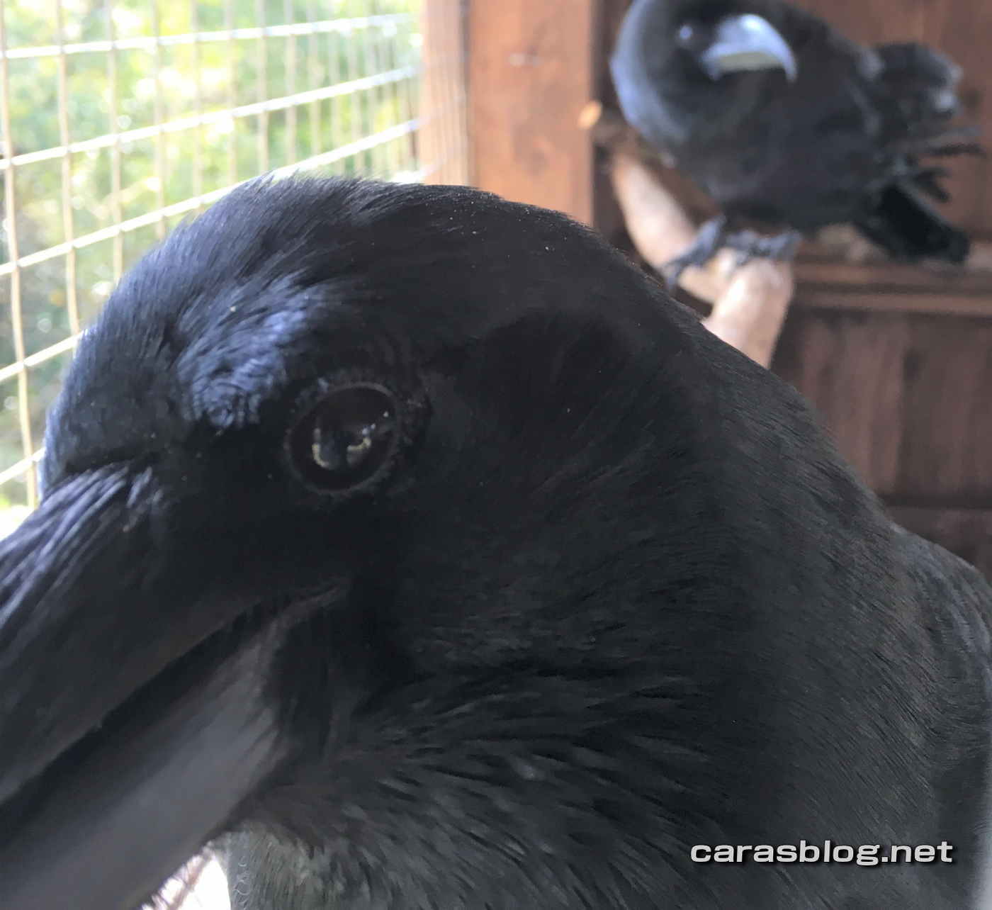 ハシブトガラス