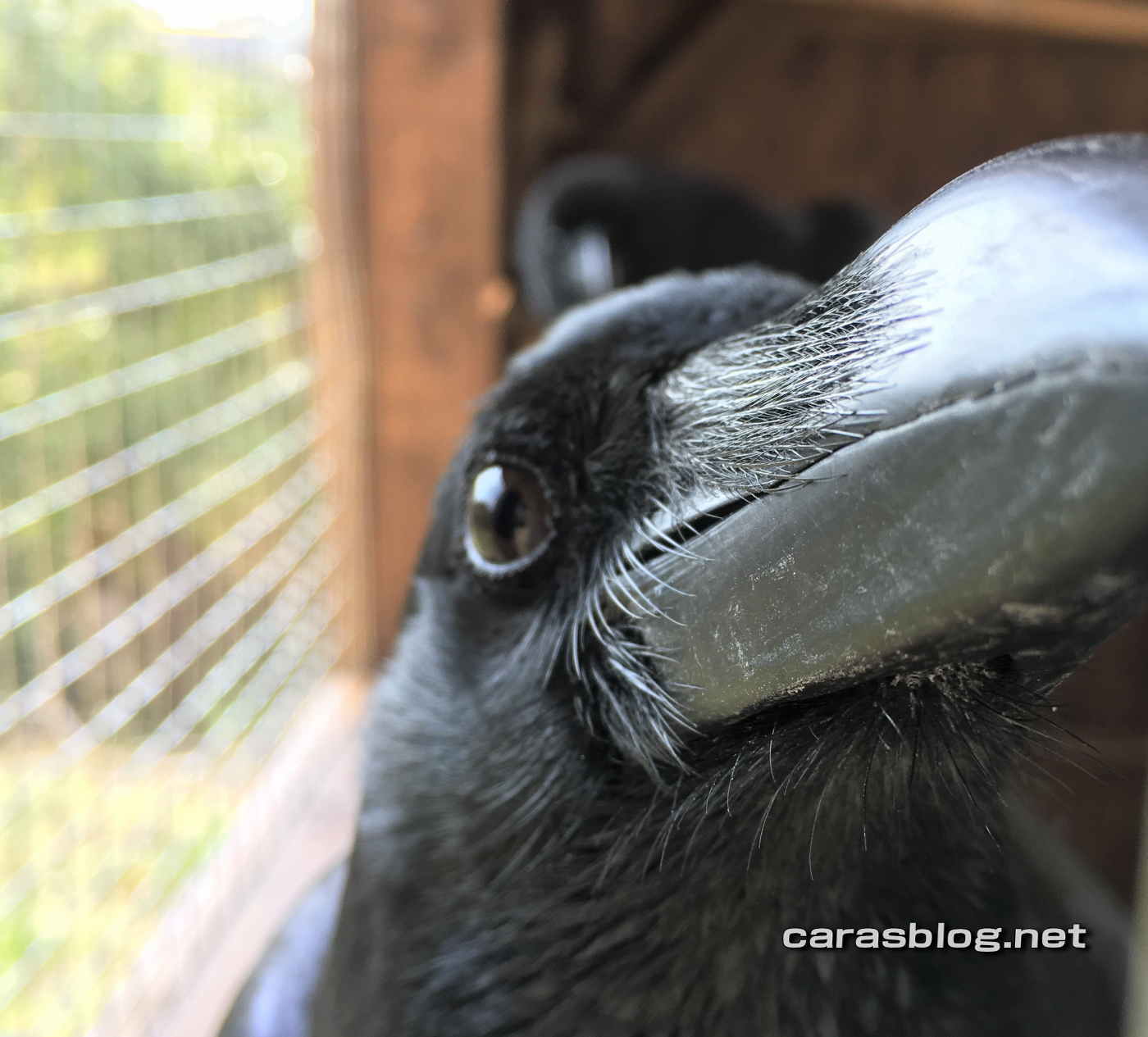 ハシブトガラス