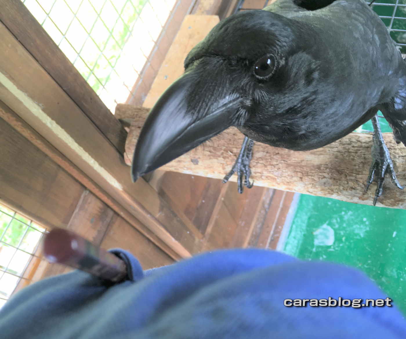 ハシブトガラス