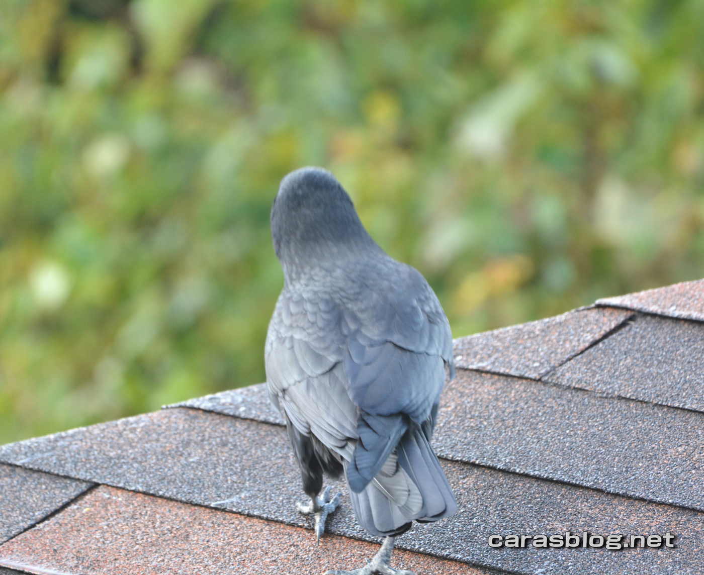 ハシボソガラス