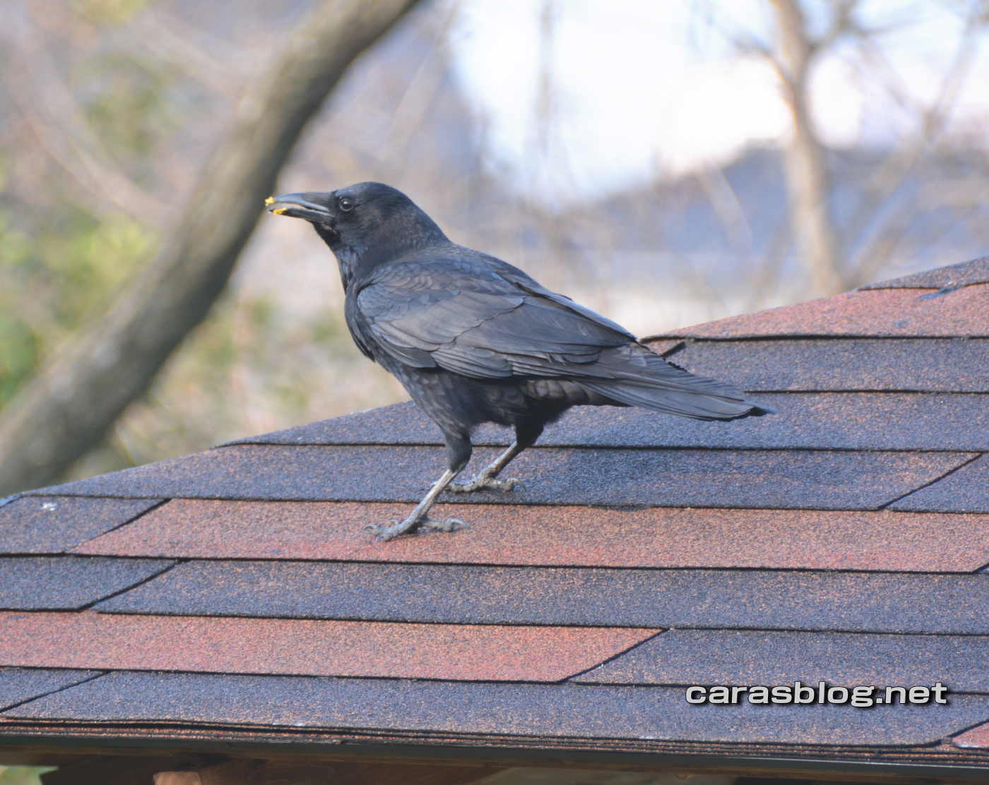 ハシボソガラス