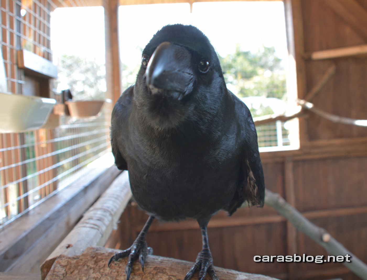 ハシブトガラス