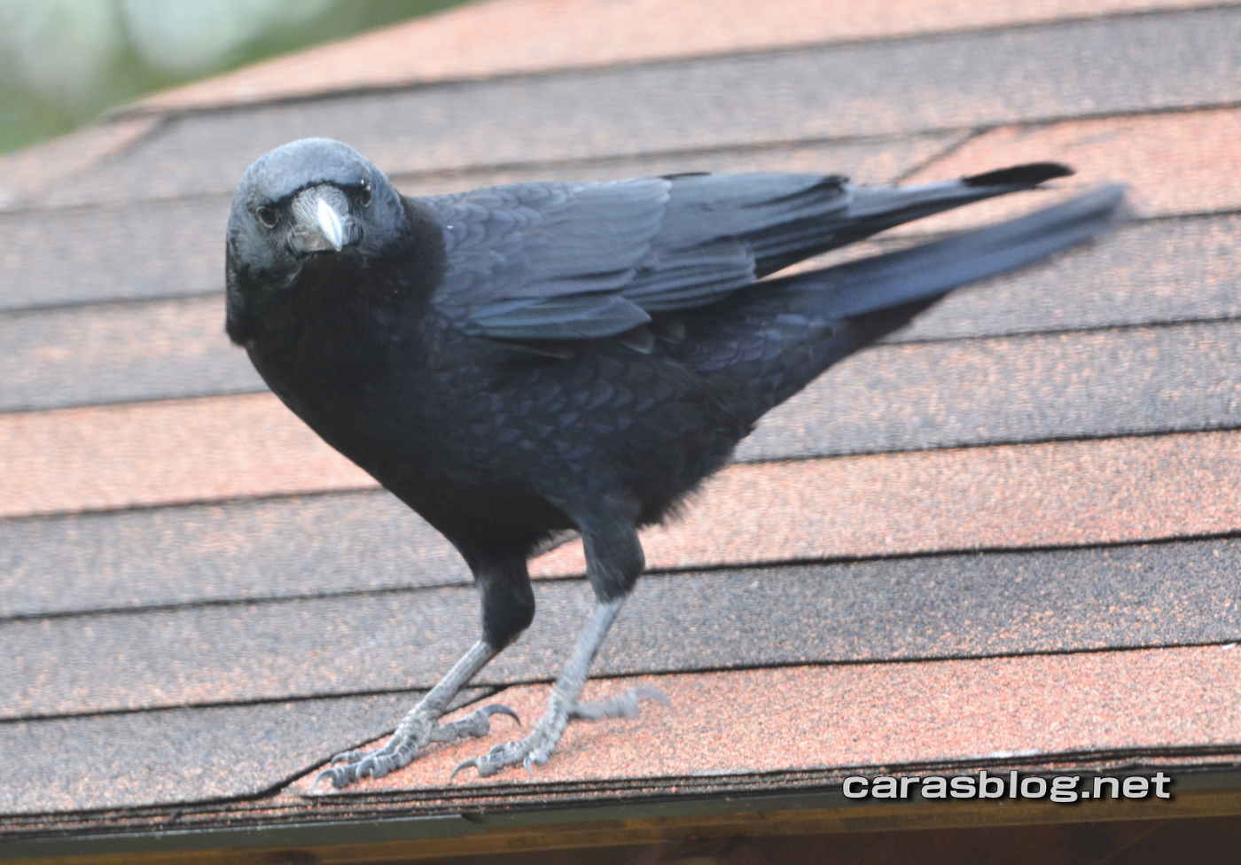 イケメンのカラス