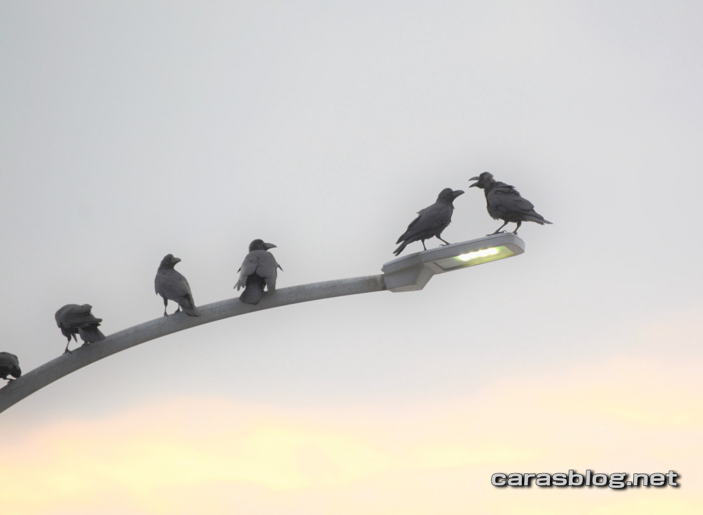 街灯のカラス