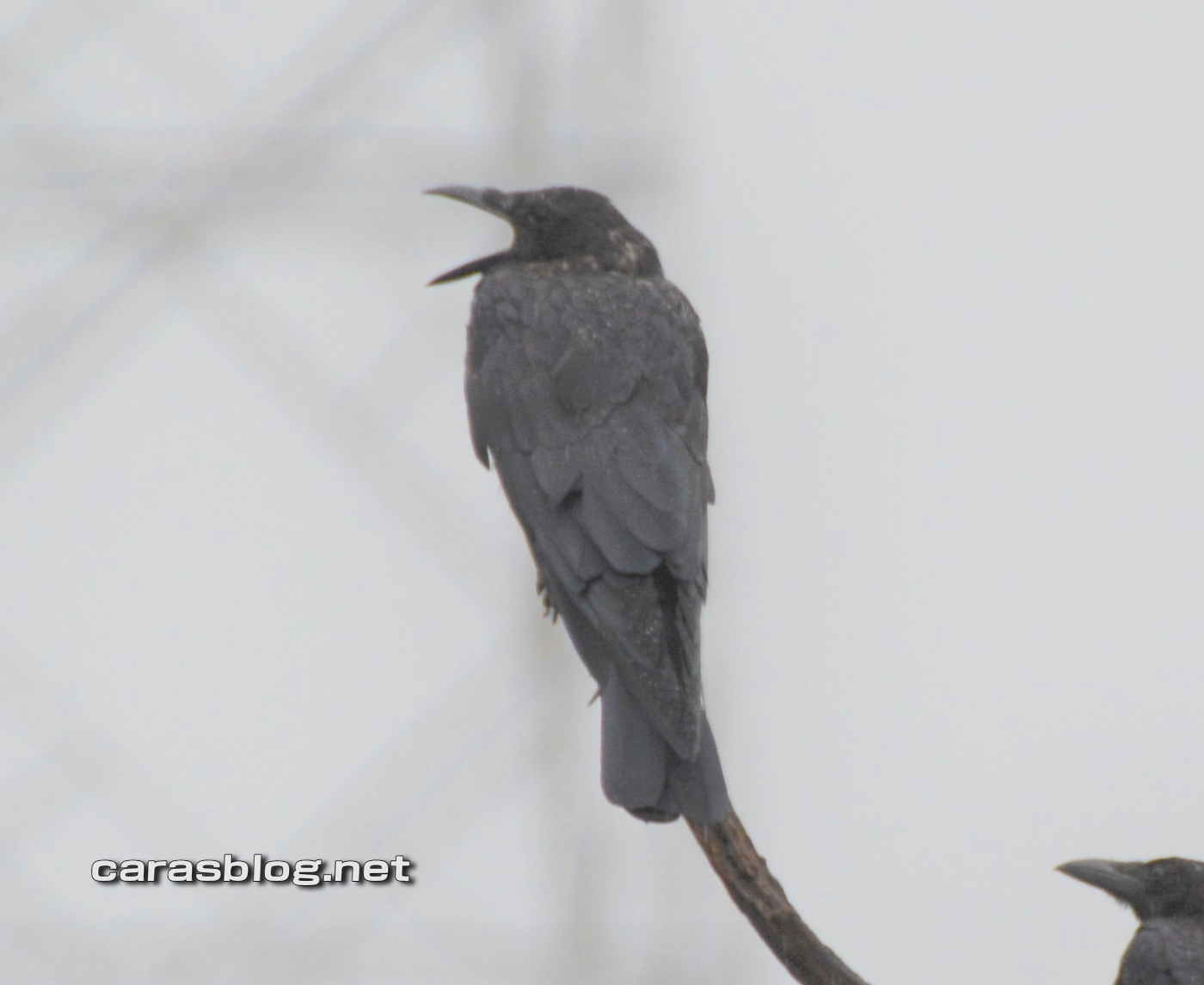 カラスのあくび