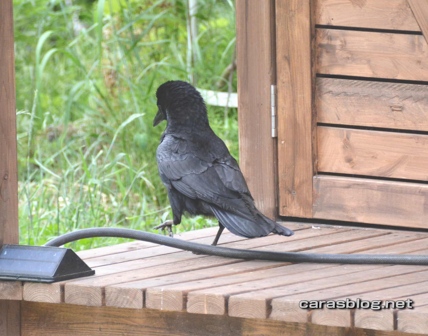 ハシボソガラス