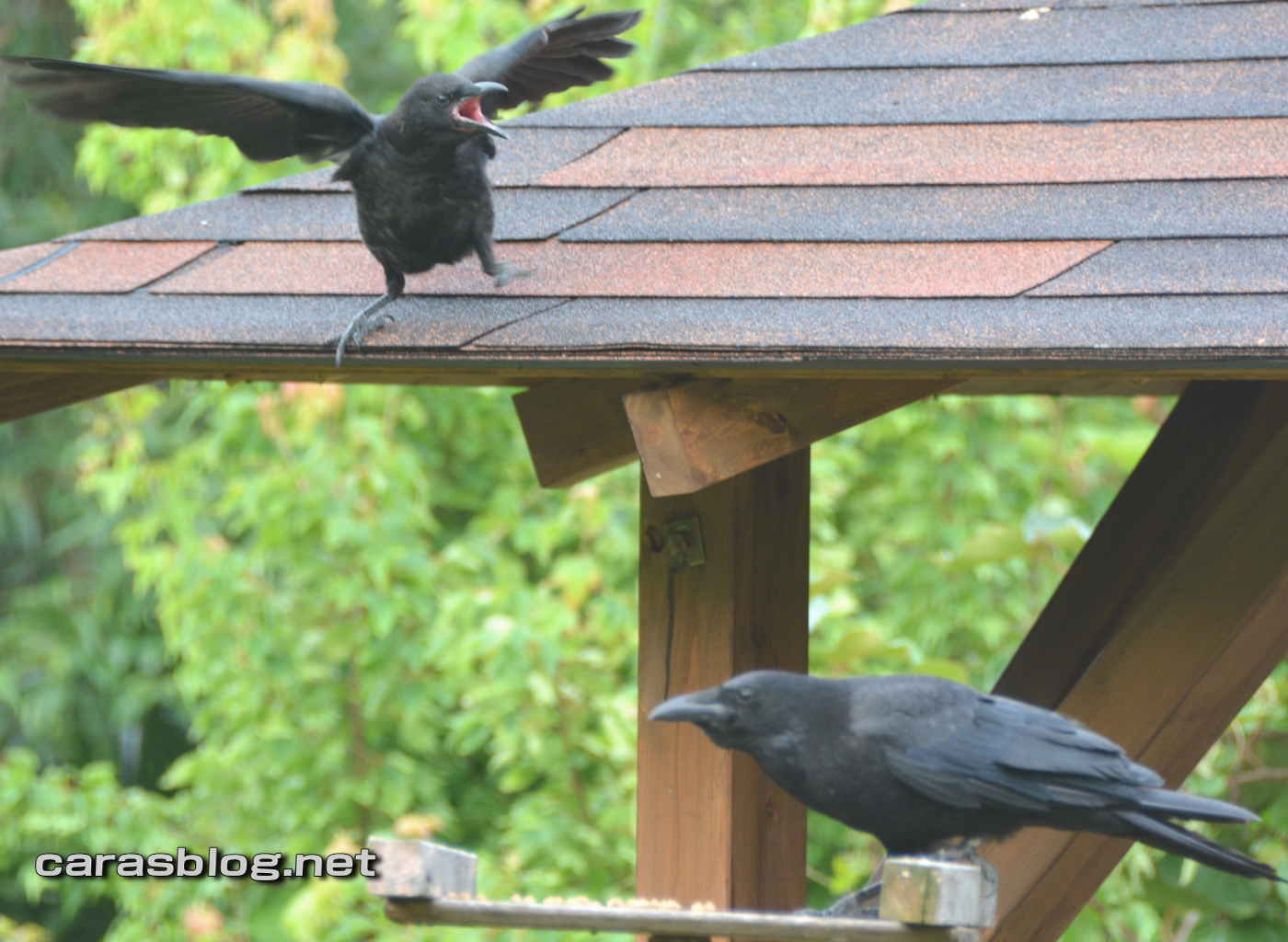 わがままな子ガラス