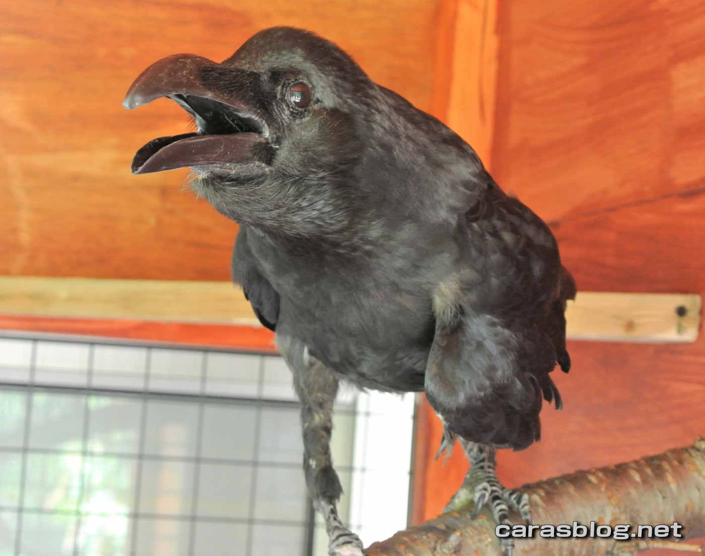 ハシブトガラス