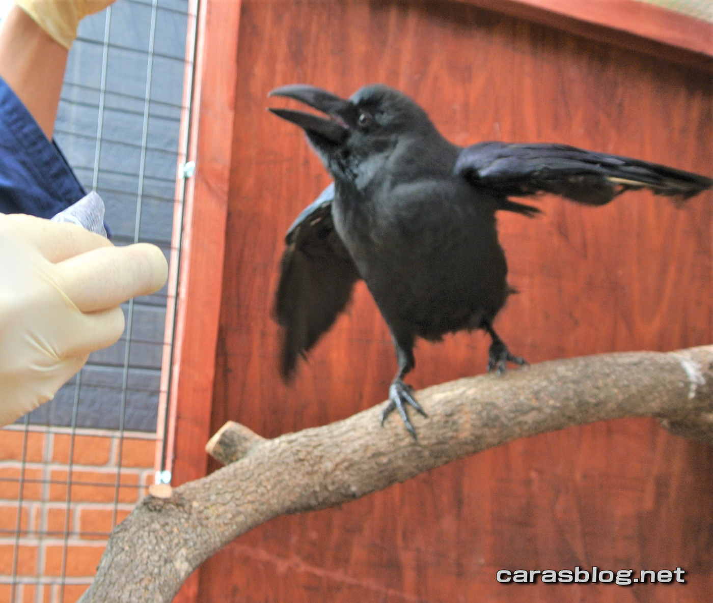 ハシブトガラス