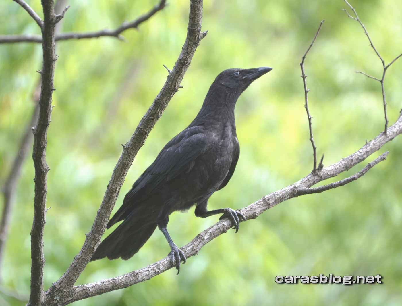 ハシボソガラス