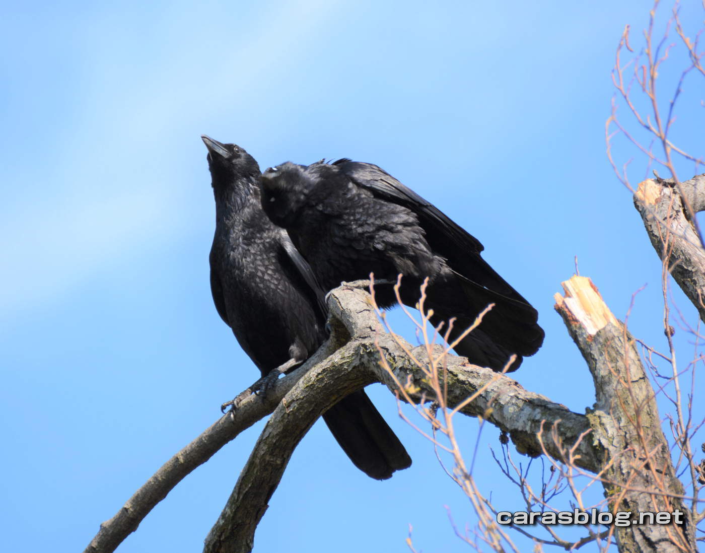 ハシボソガラスの夫婦
