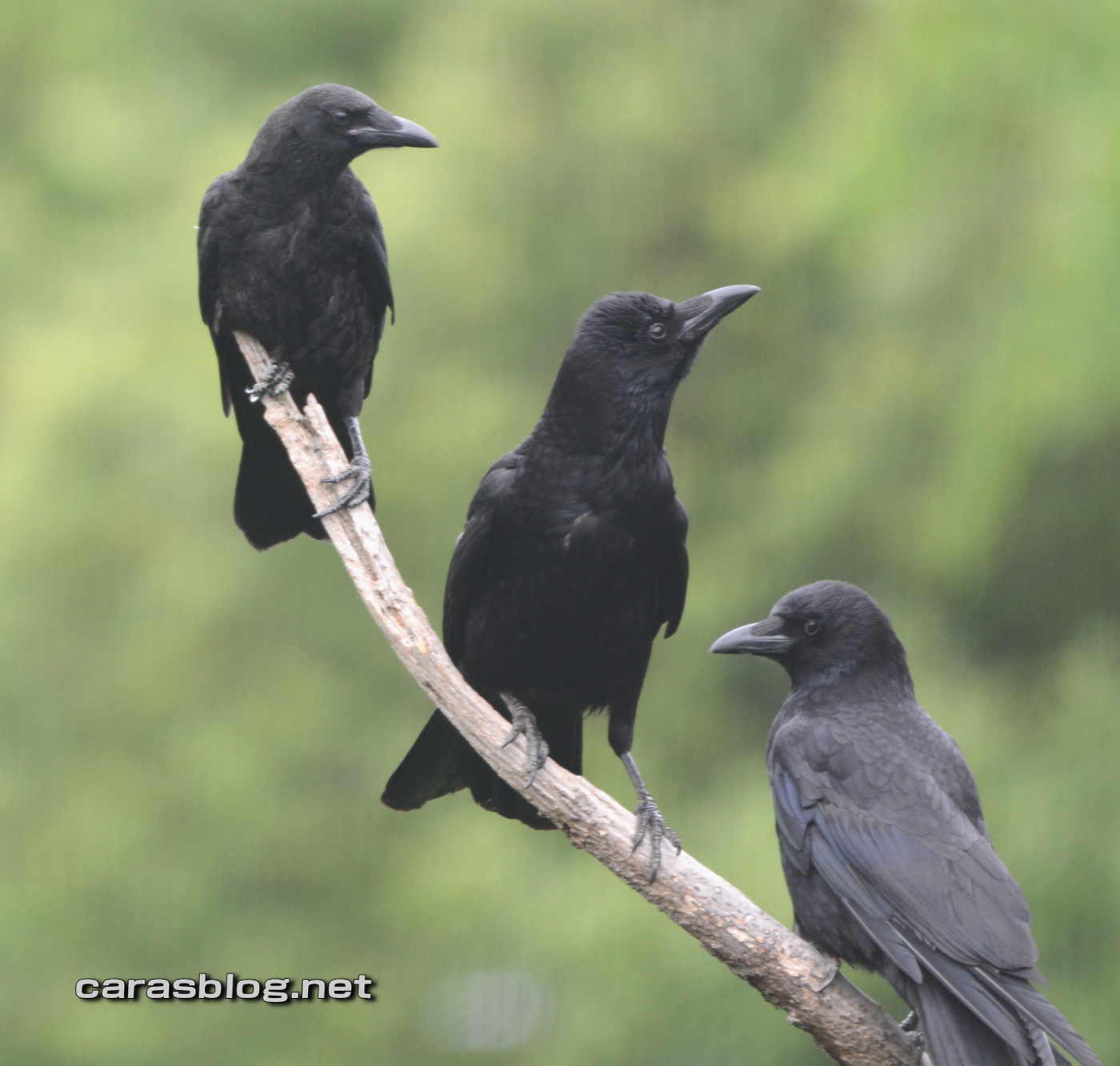ハシボソガラスの家族