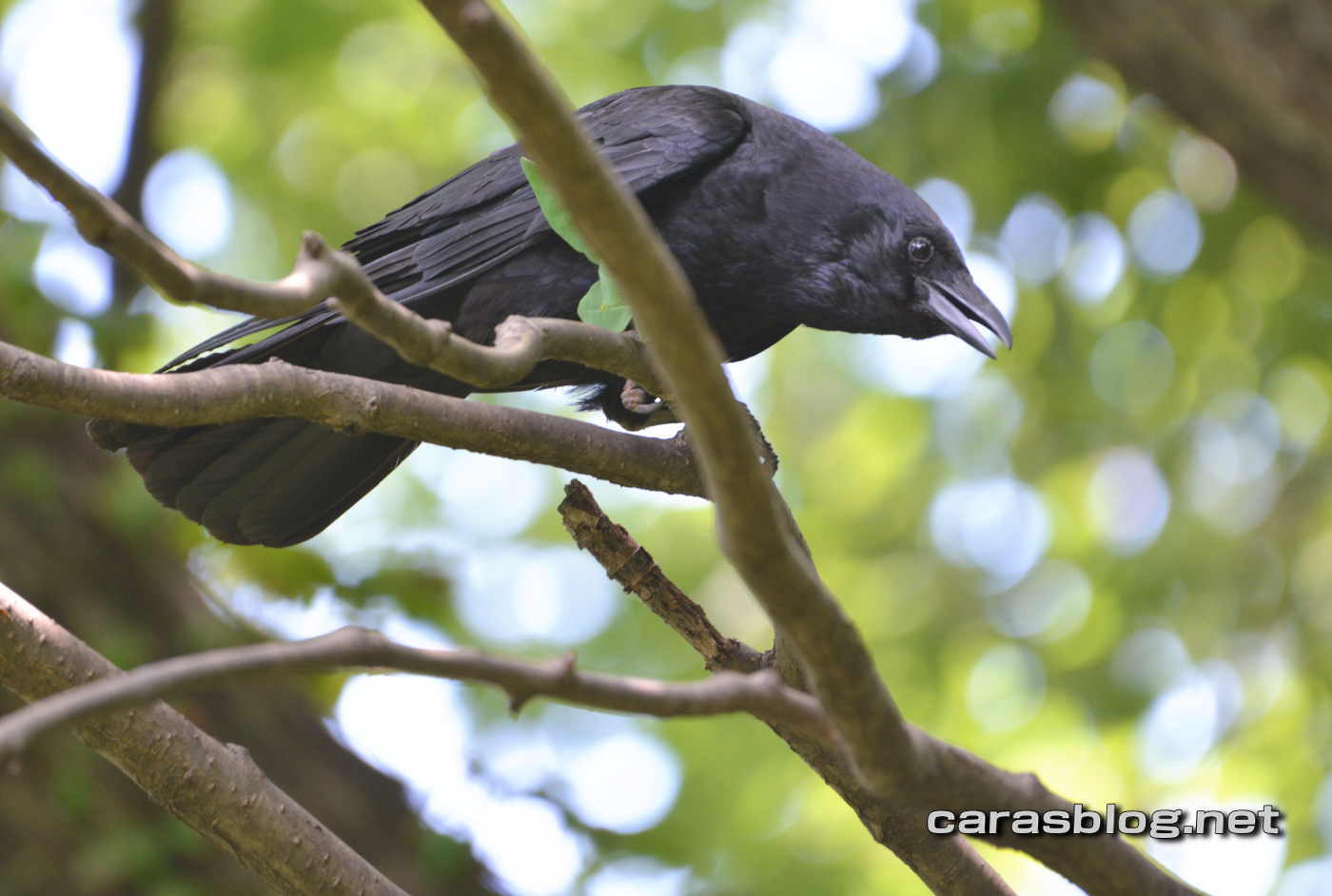 ハシボソガラス