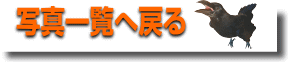 写真一覧へ
