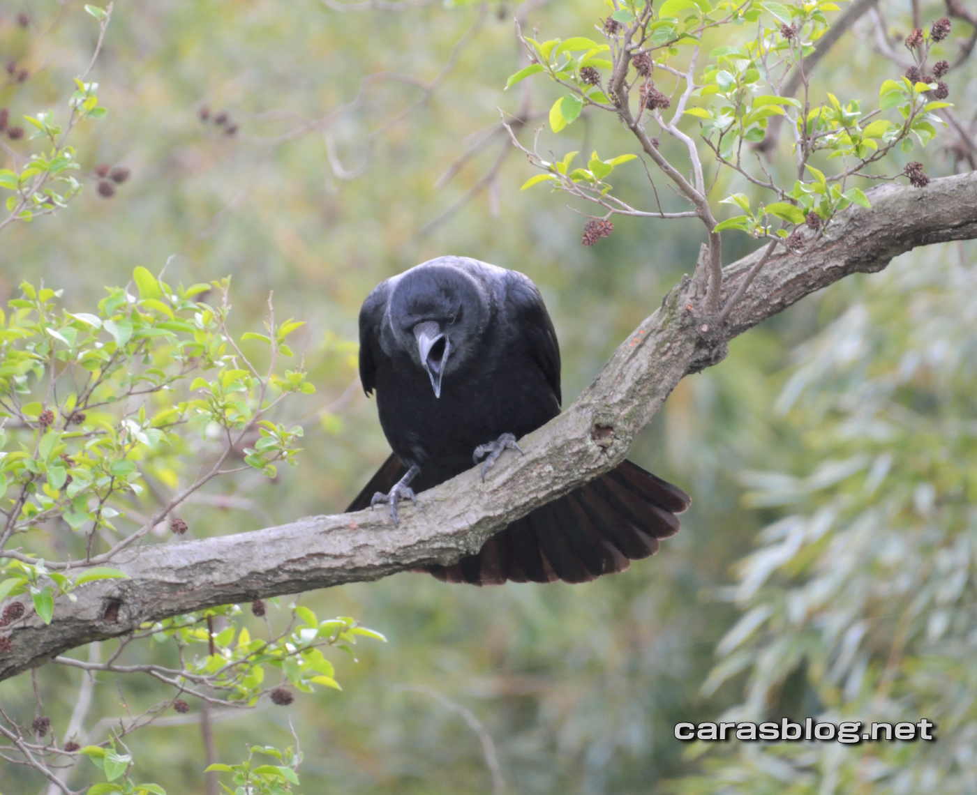 ハシブトガラス