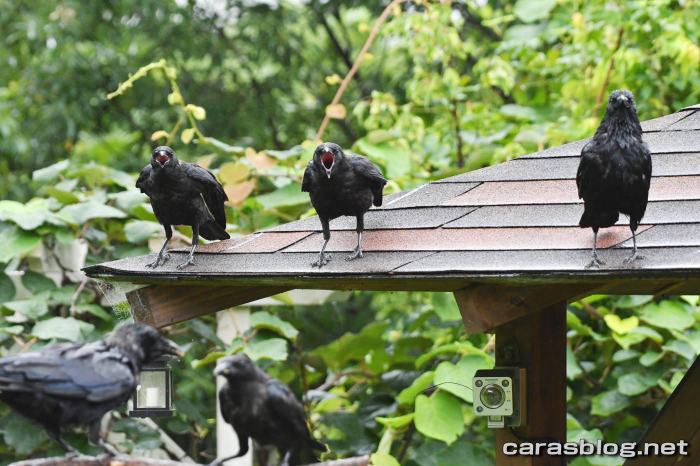 ハシブトガラス