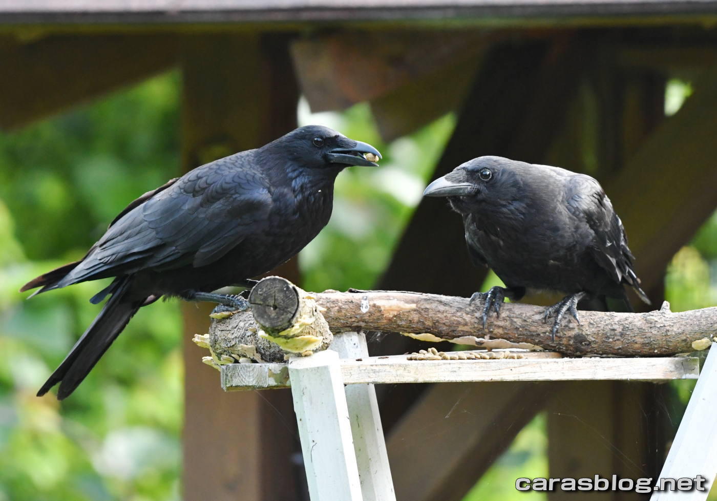 ハシブトガラス