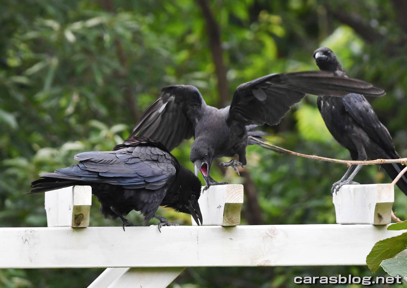 ハシブトガラス