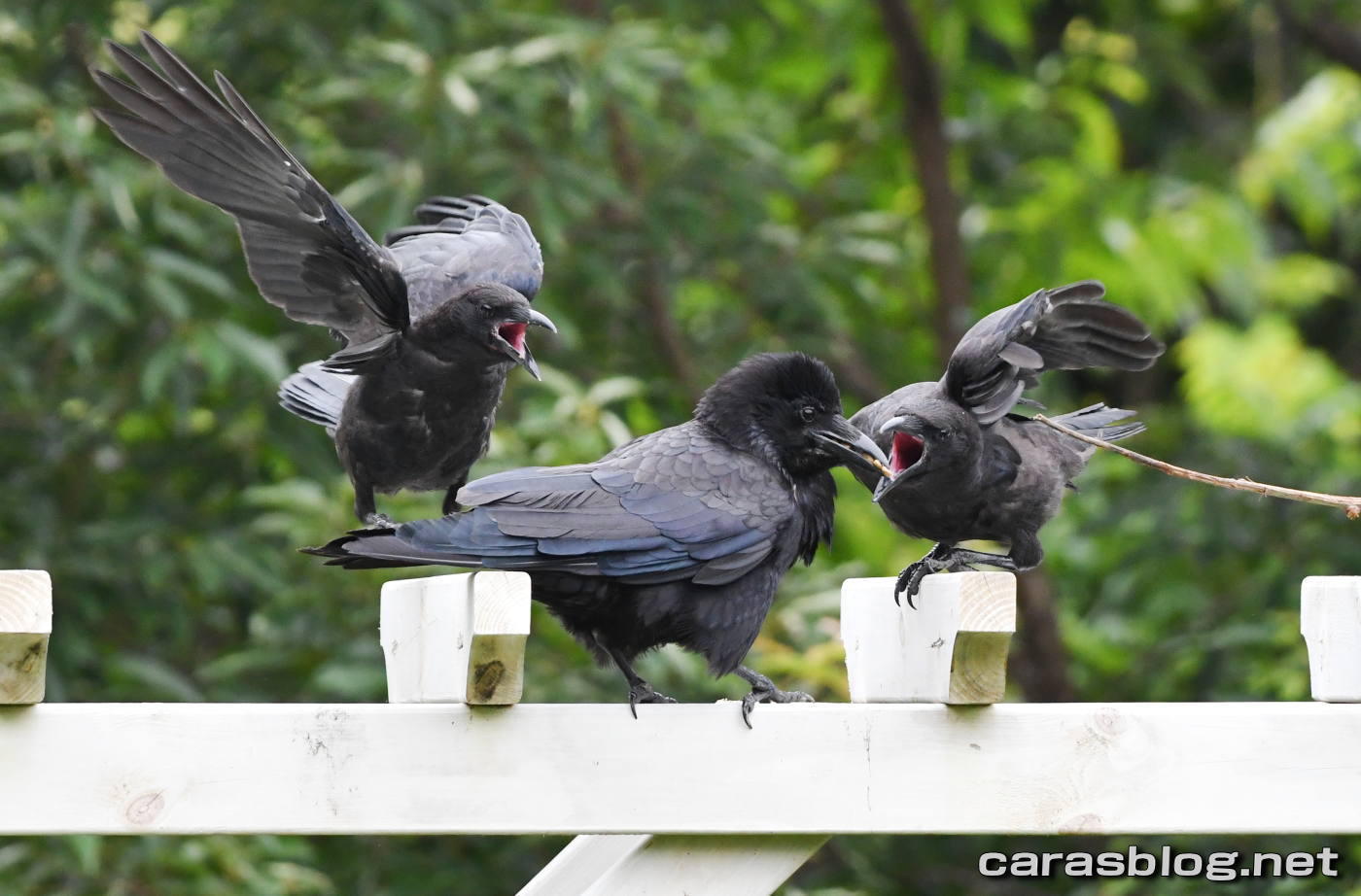 ハシブトガラス