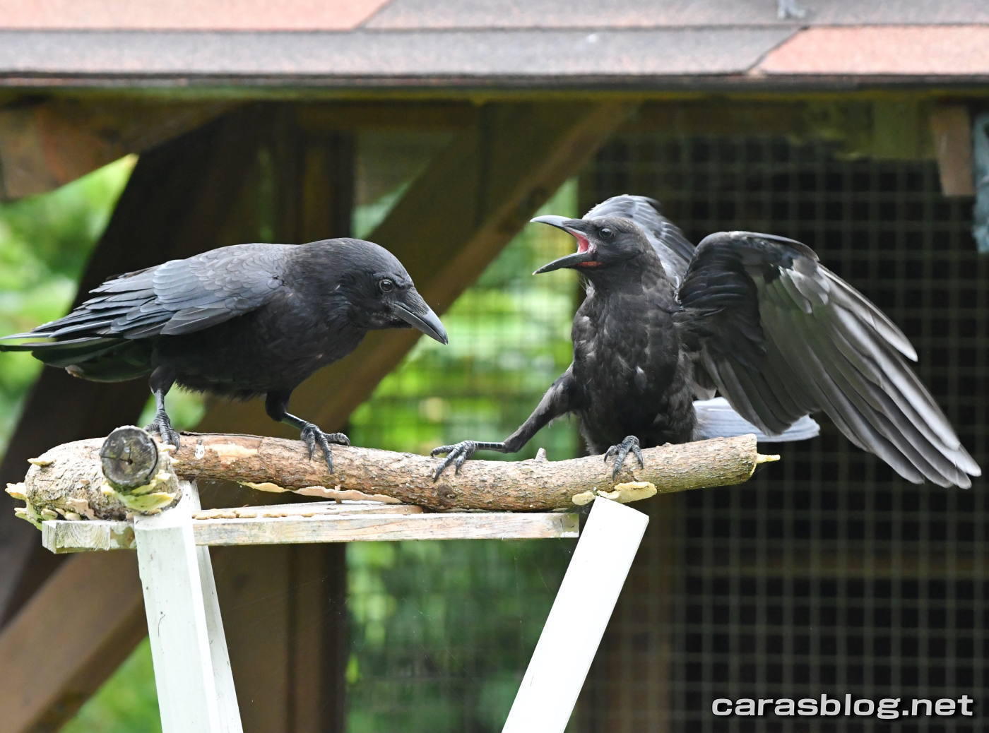 ハシブトガラス