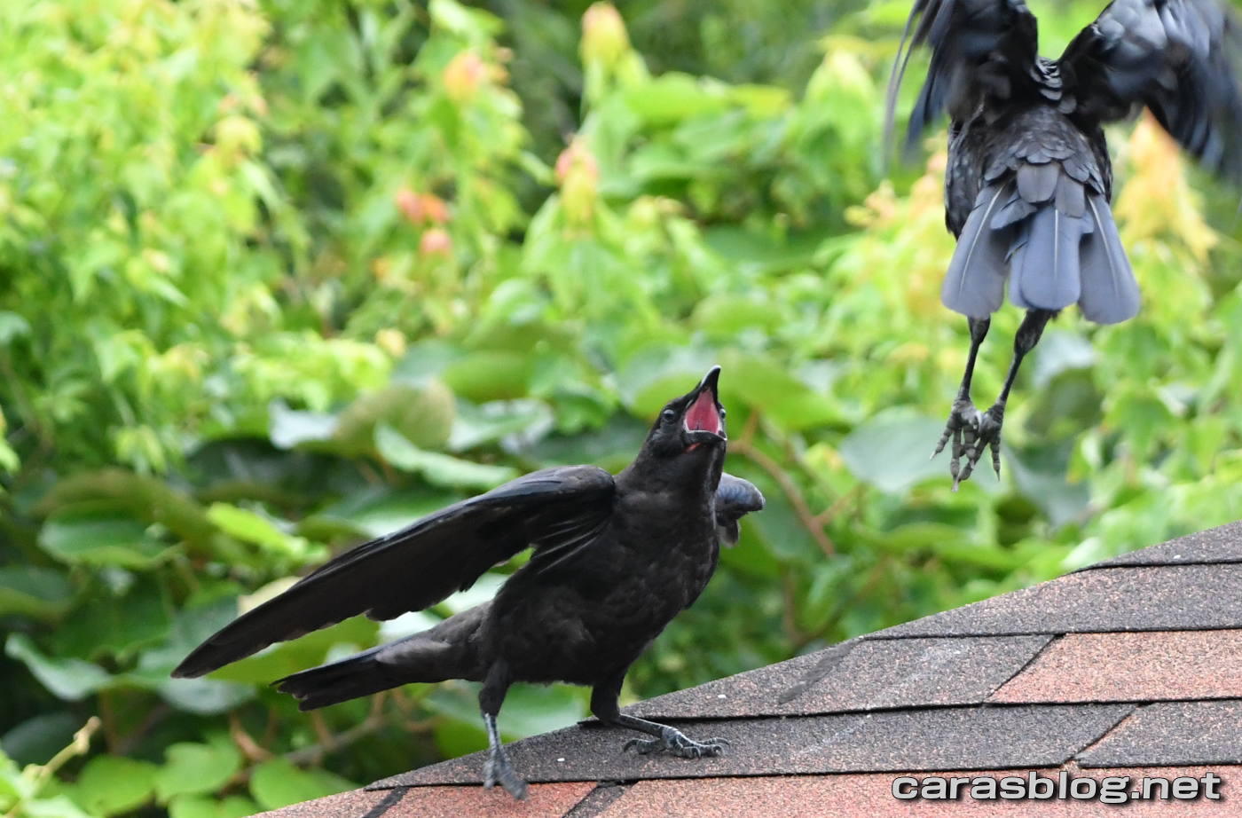 ハシブトガラス