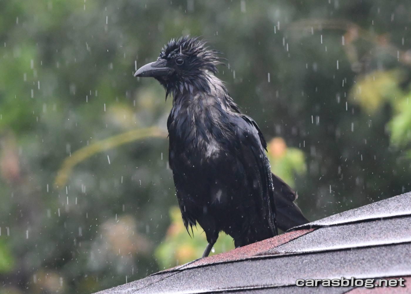 ハシブトガラス