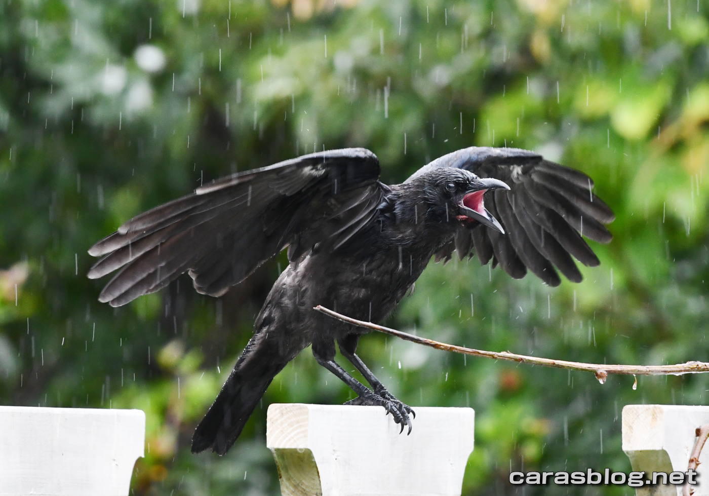 ハシブトガラス