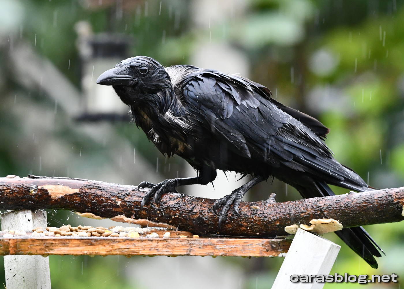 ハシブトガラス