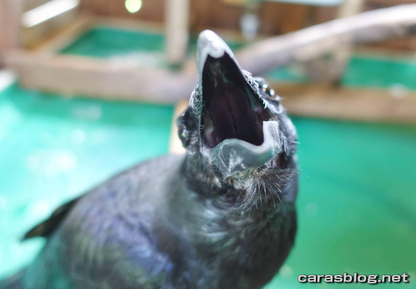 ハシブトガラス