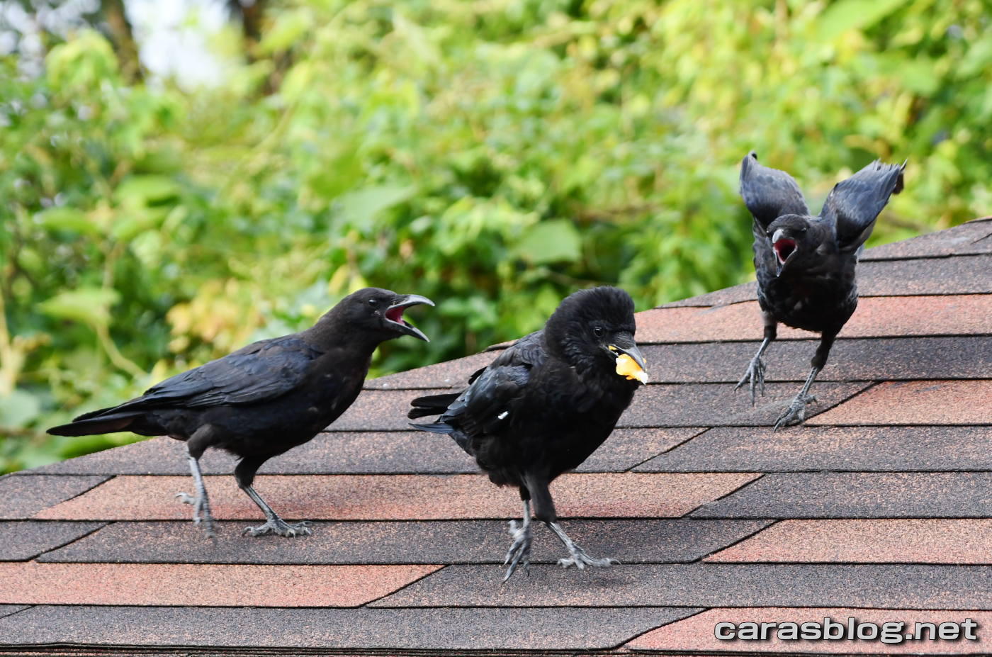 ハシブトガラス