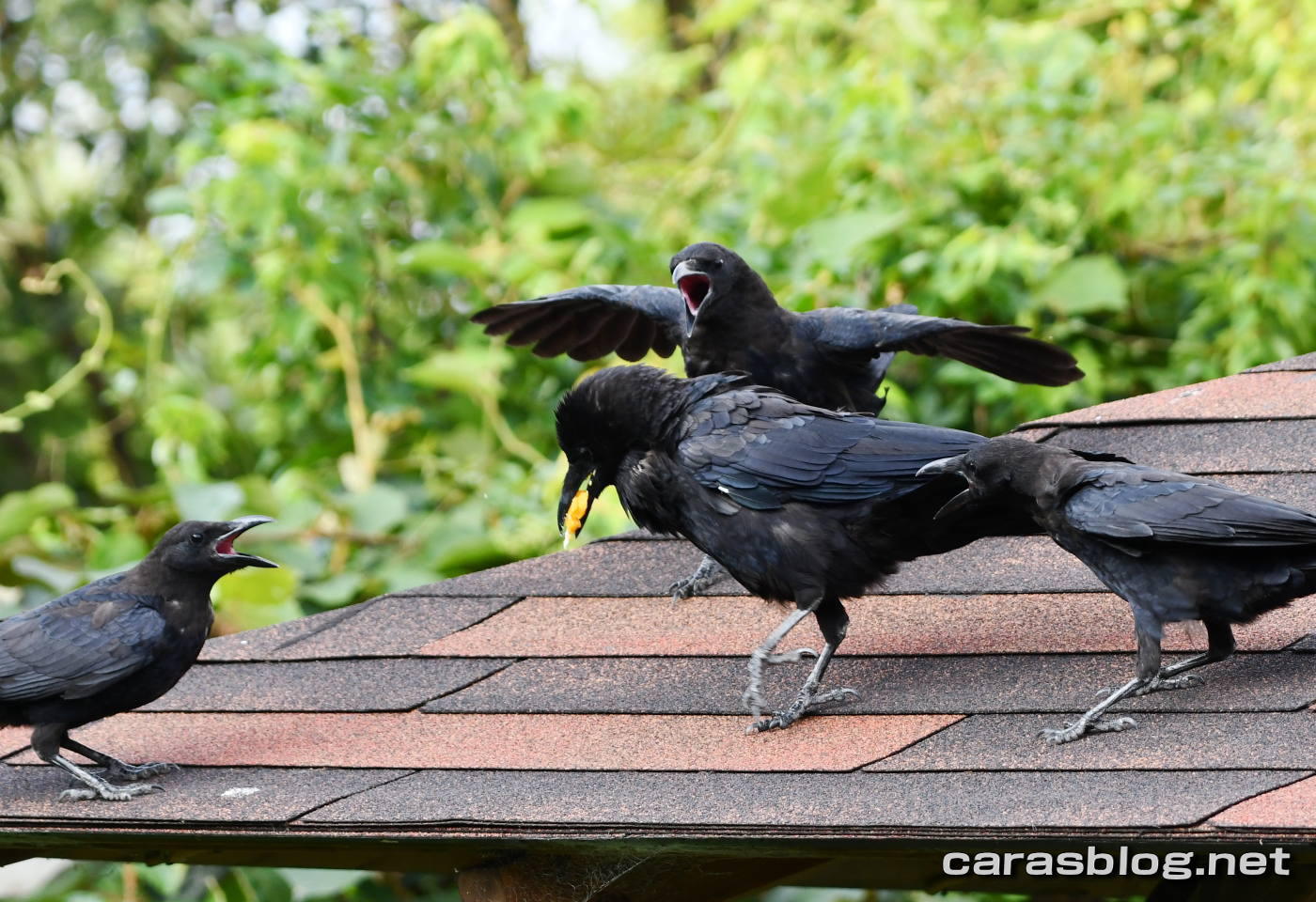 ハシブトガラス