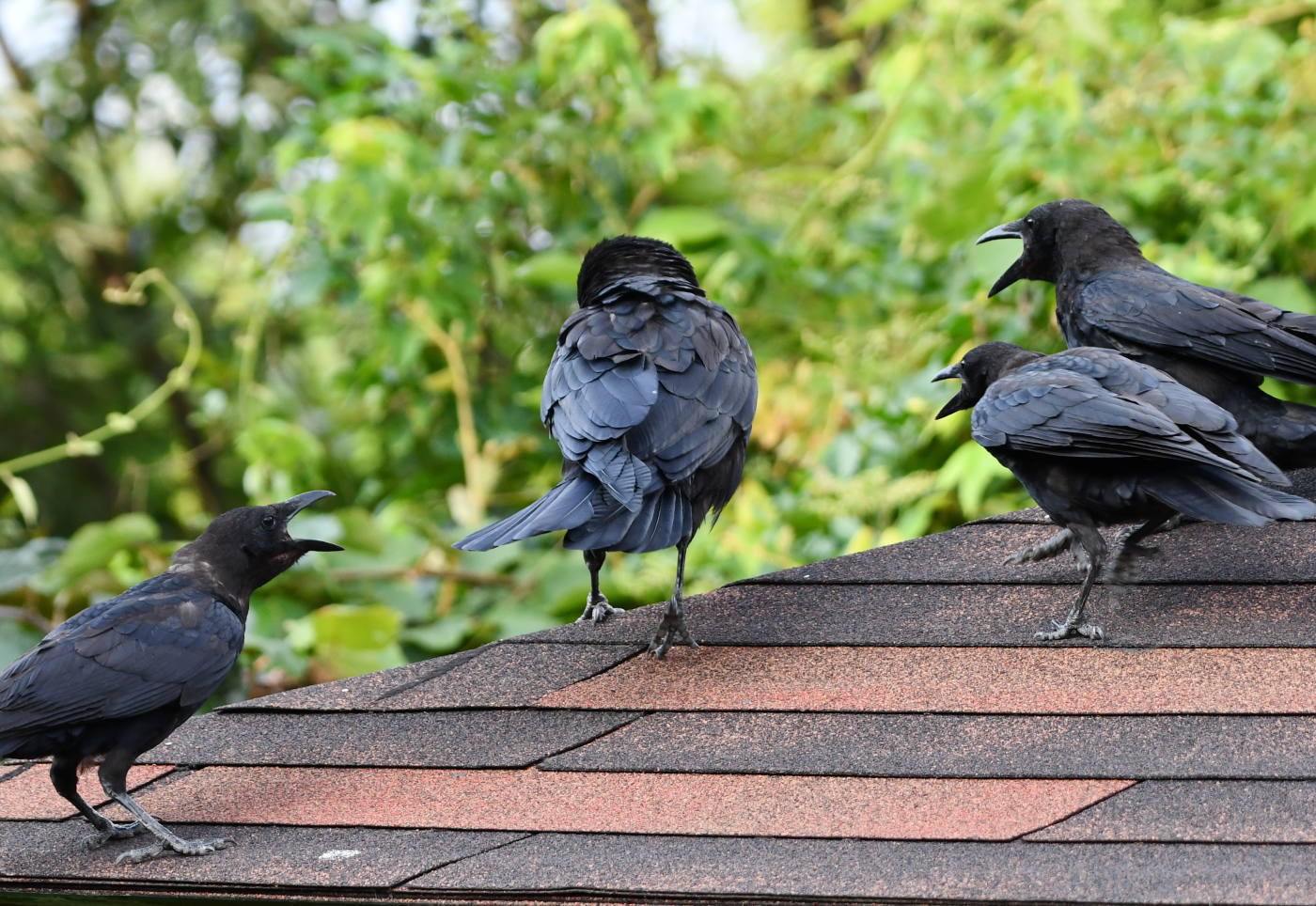 ハシブトガラス