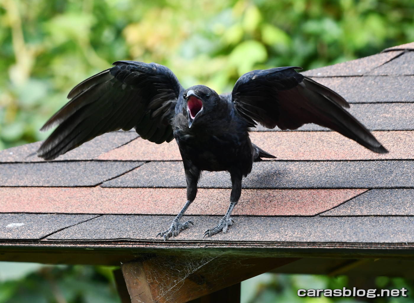 ハシブトガラス