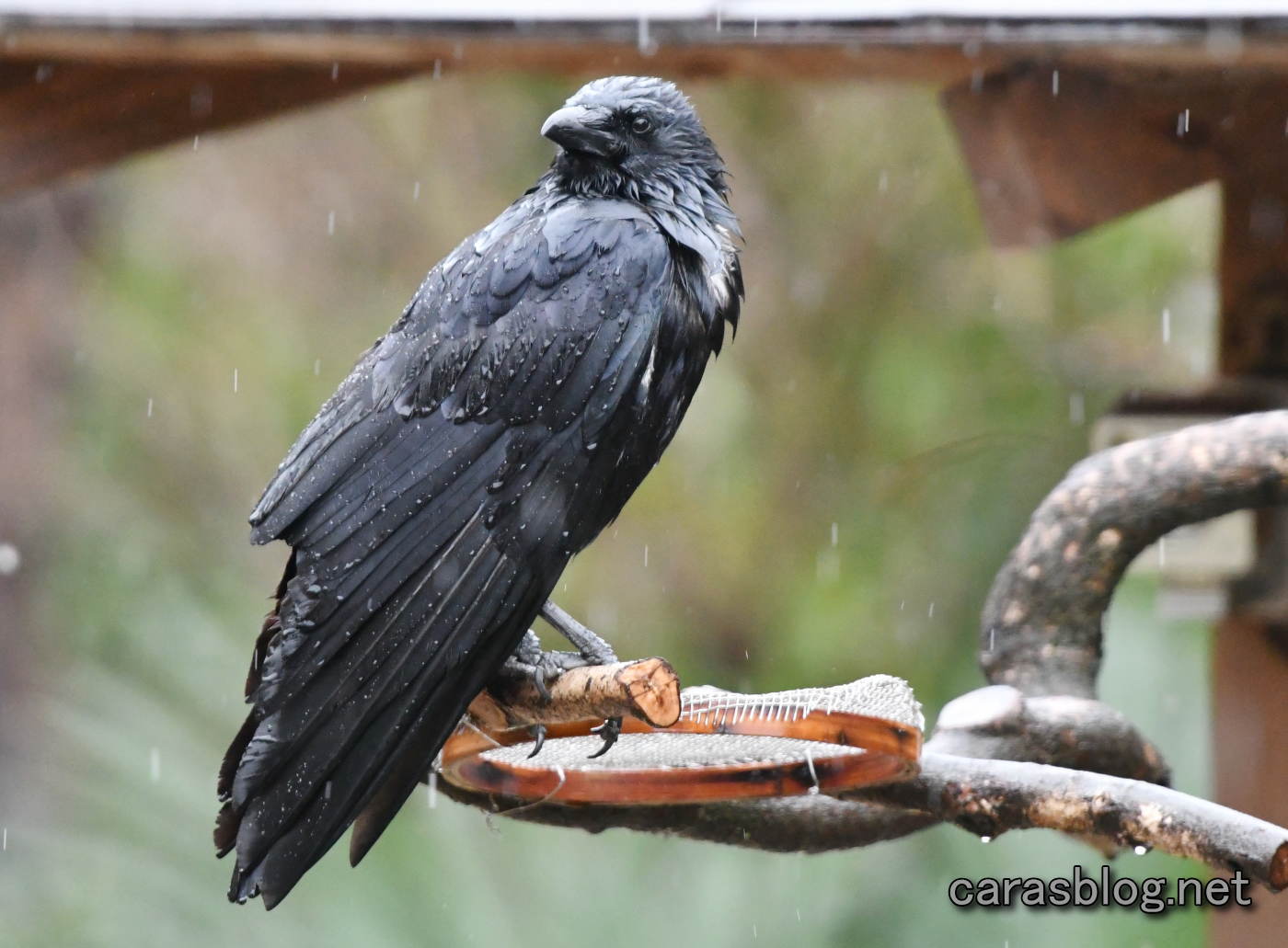 ハシボソガラス