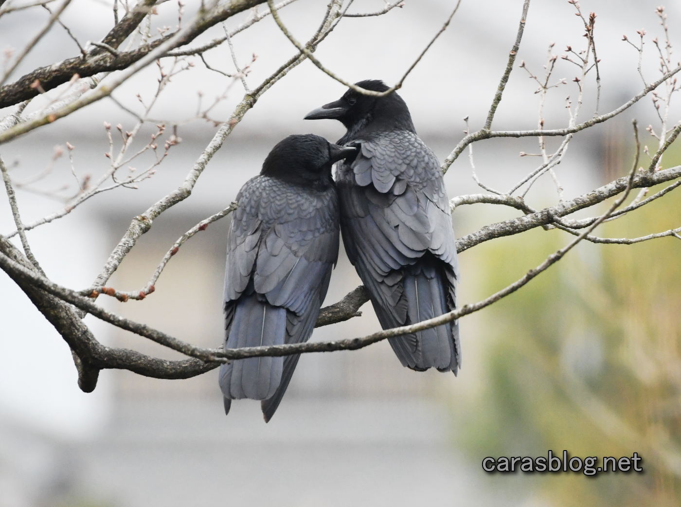 ハシボソガラス