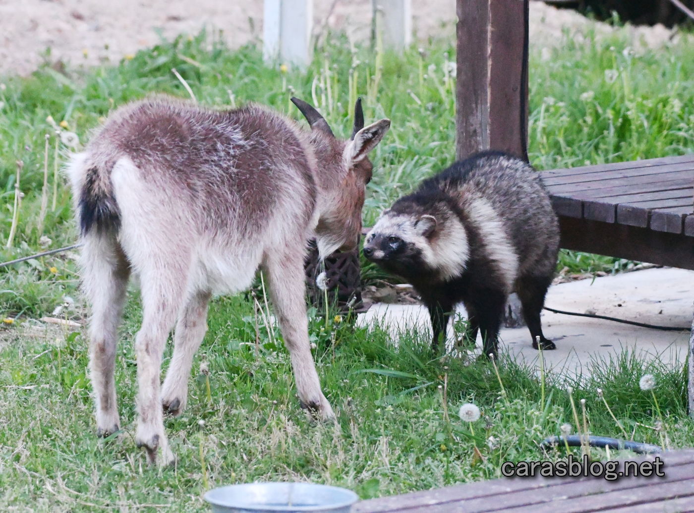 ヤギとタヌキ