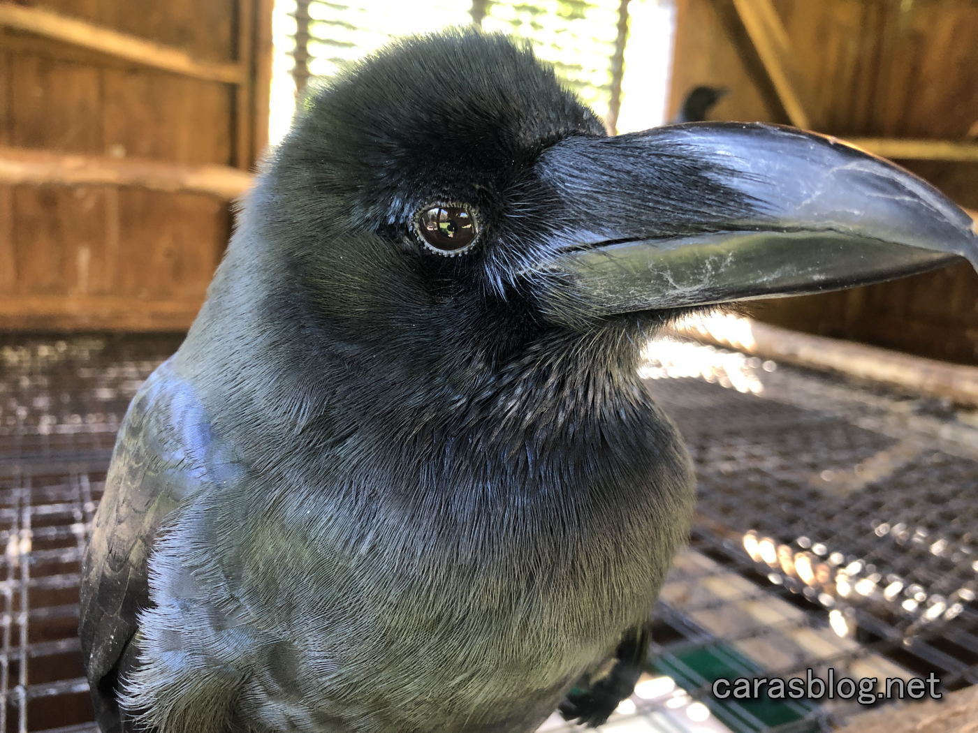 カラスのアディ