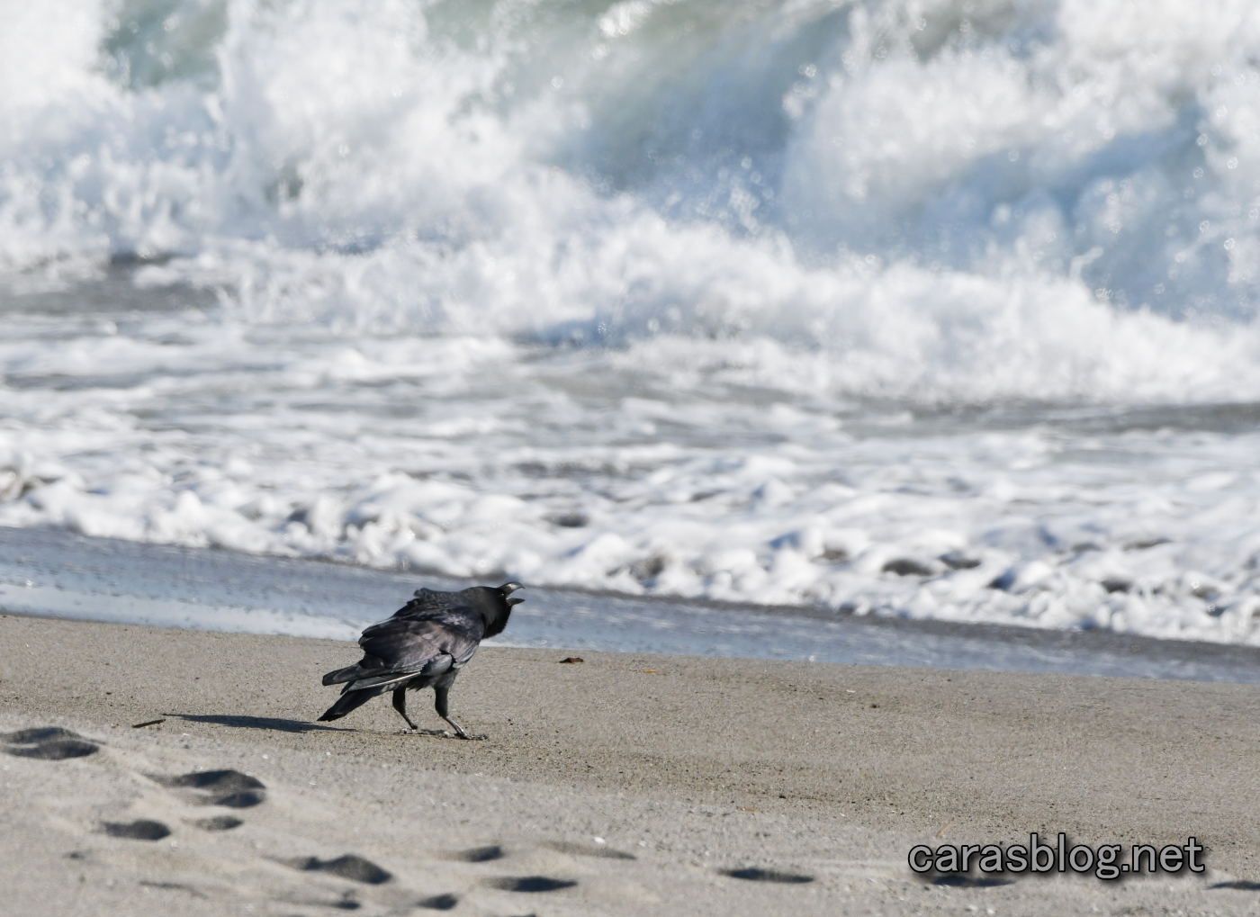 ハシブトガラス