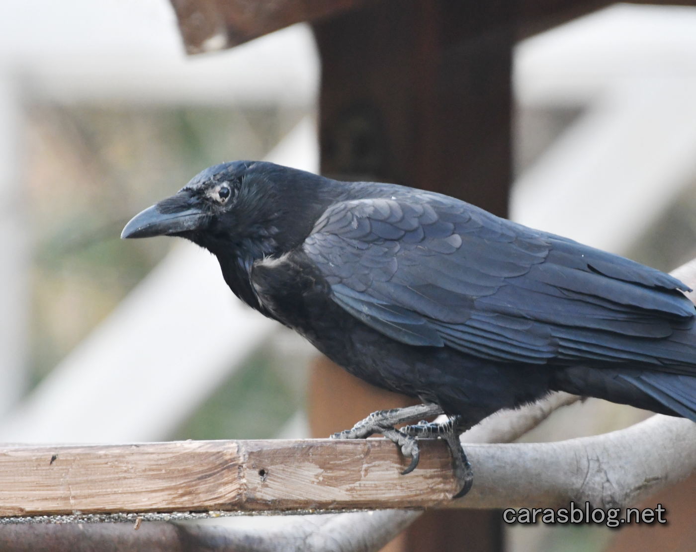 ハシボソガラス