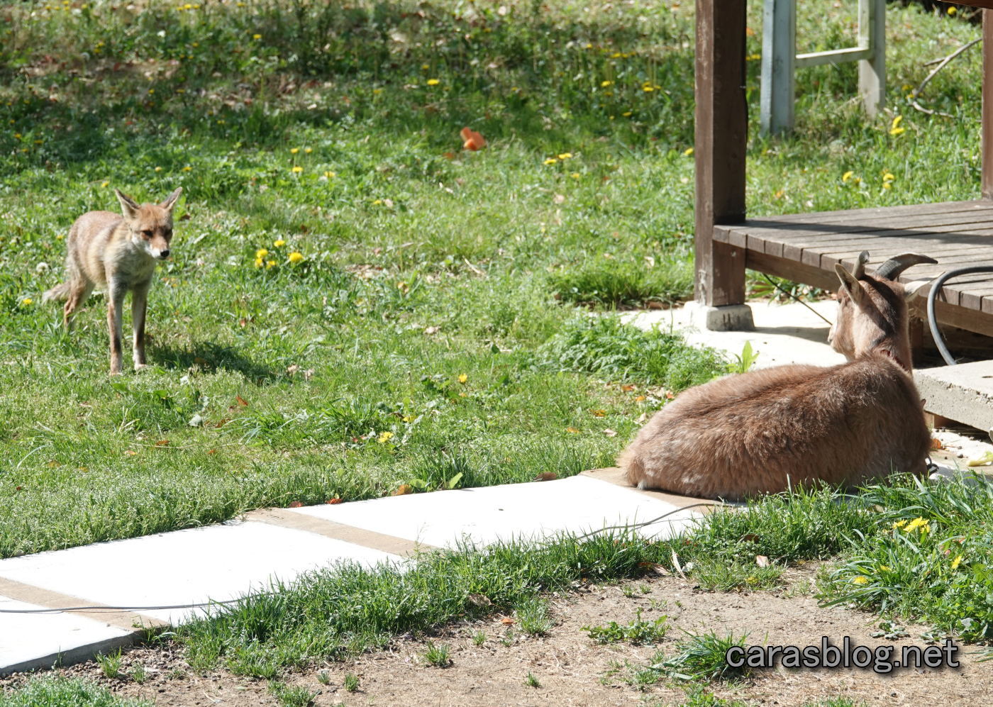 ヤギとキツネ