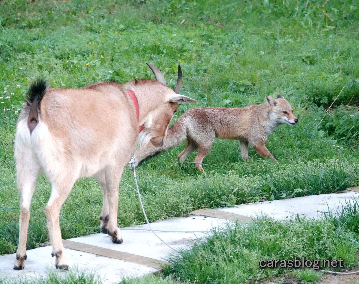 ヤギとキツネ