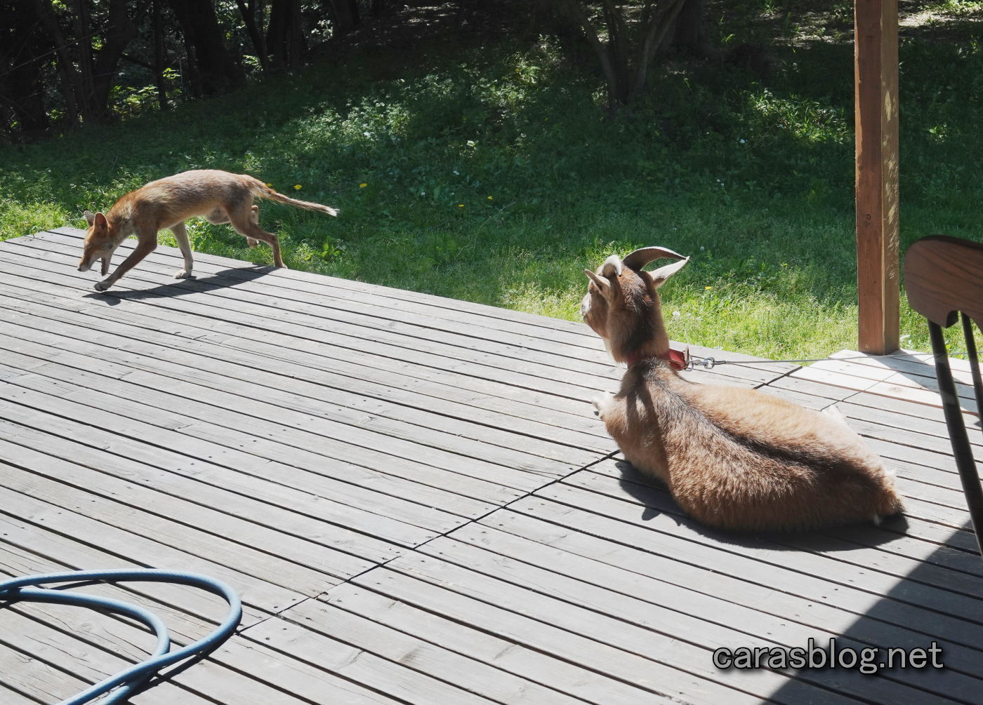 ヤギとキツネ