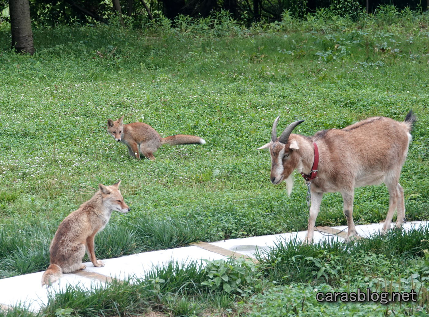 キツネとヤギ