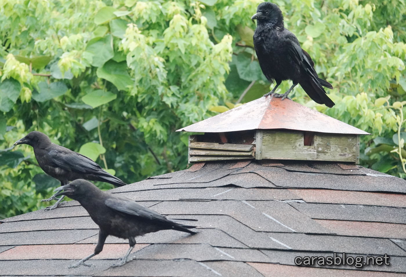 カラスの親子