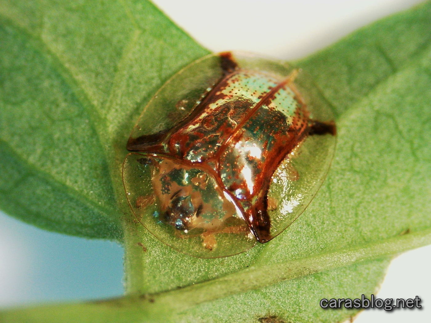 ジンガサハムシ