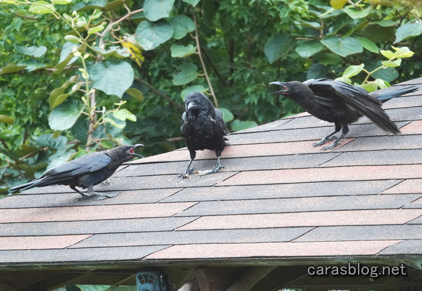 カラスの家族