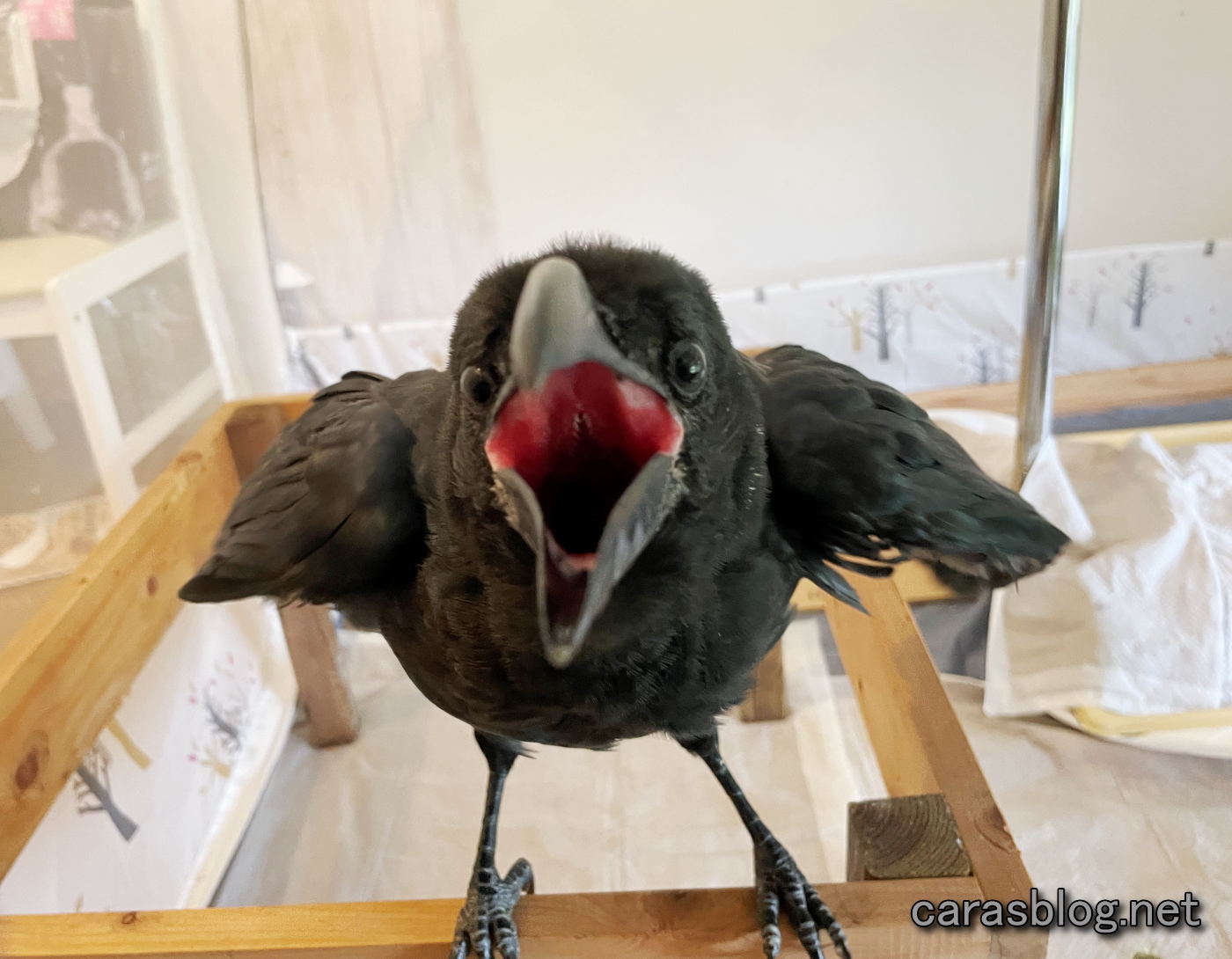 カラスのカーくん