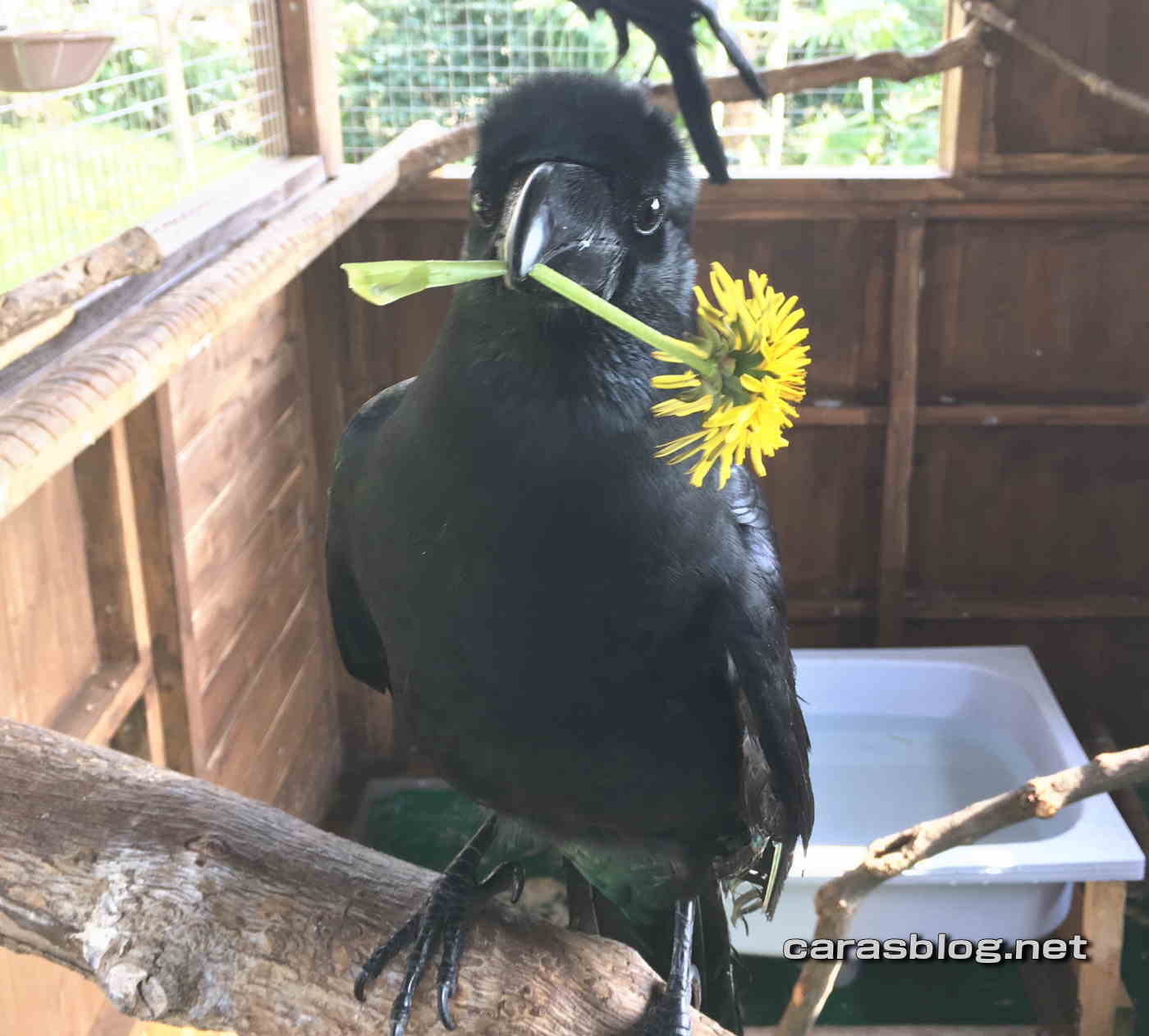 ハシブトガラス